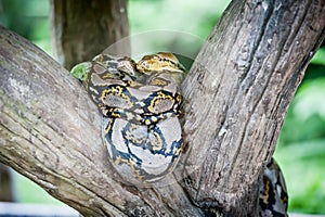 Python molurus bivittatus