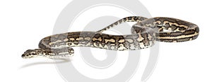 Python, Morelia spilota variegata