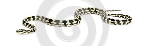 Python, Morelia spilota variegata