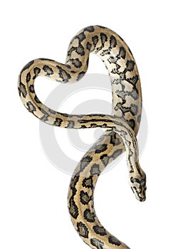 Python, Morelia spilota variegata