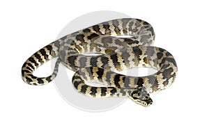 Python, Morelia spilota variegata
