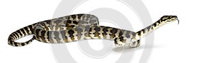 Python, Morelia spilota variegata