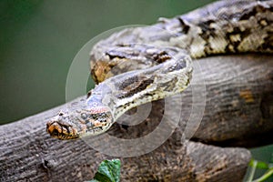 Python moving on bark
