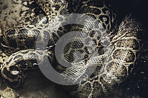 Python one of the largest snakes in the world