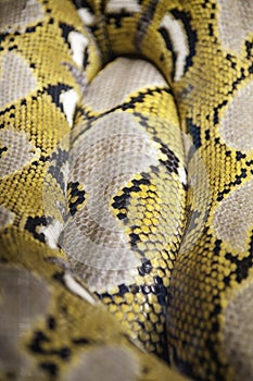 Python one of the largest snakes in the world