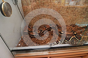 Python, one of the largest snakes in the world