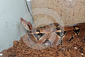 Python, one of the largest snakes in the world