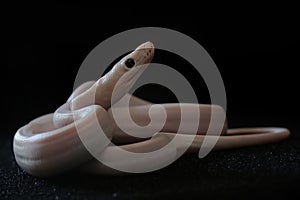 A python in a position ready to attack.