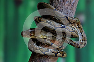 A python in a position ready to attack.