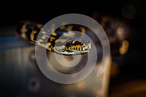Python Prowl