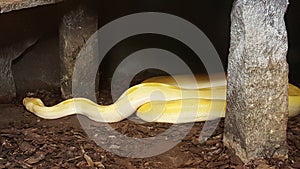 The Python in the rectilinear