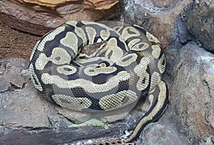 The Python in the rectilinear