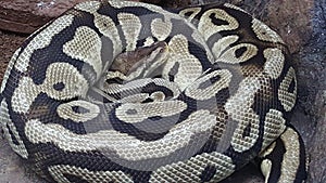 The Python in the rectilinear