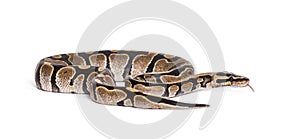 Python regius, against white background photo