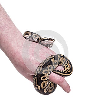 Python regius, against white background