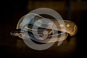 python regius black snake