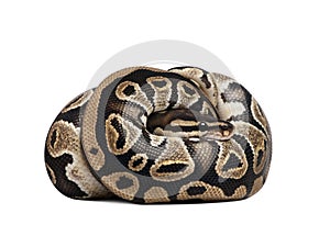 Python regius in front of a white background