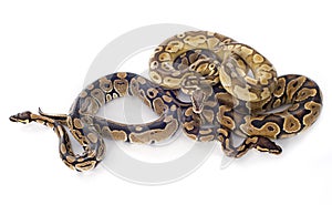 Python regius