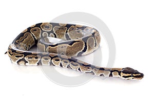 Python regius photo