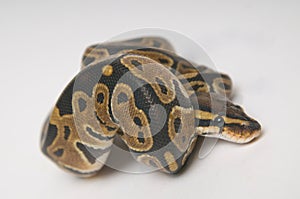 Python regius in a roll. Focus on head