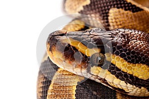 Python Regius snake isolated on white background photo
