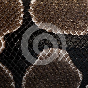 Python regius snake scales photo
