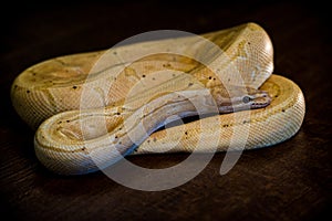 python regius yellow snake