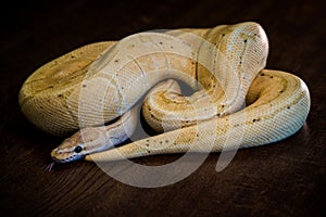 python regius yellow snake