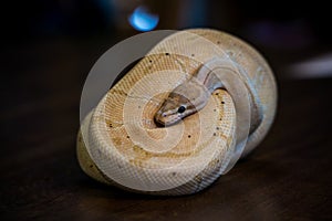 python regius yellow snake