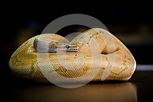 python regius yellow snake