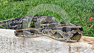 Python Resting by the Path