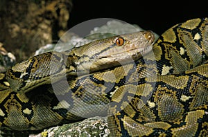 PYTHON RETICULE python reticulatus
