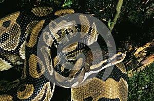 PYTHON ROYAL python regius