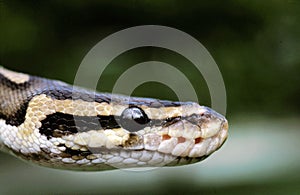 PYTHON ROYAL python regius