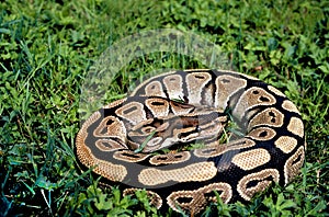 PYTHON ROYAL python regius