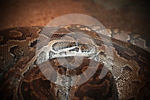 Python sebae natalensis photo