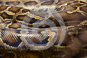 Python skin