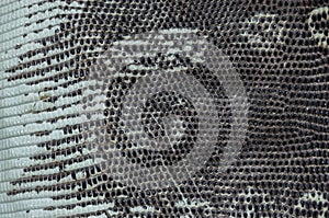 Python skin  texture, snake skin pattern