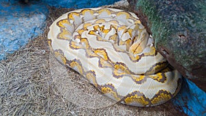 Python is in sleeping time