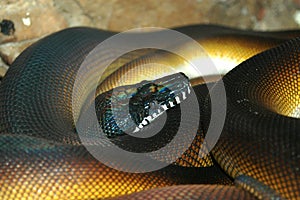 Python snake