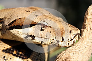 Python snake