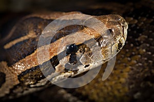 Python Snake