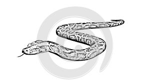 Python snake - Pencil drawing on white background