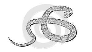 Python snake - pencil drawing on white background