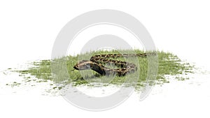 Python snake crawls in grass