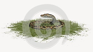 Python snake in defence in grass