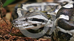Python snake head close-up on forest.