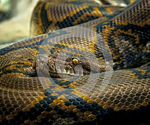 Python Snake