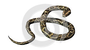 Python snake in idle pose