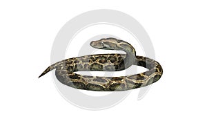 Python snake in idle pose
